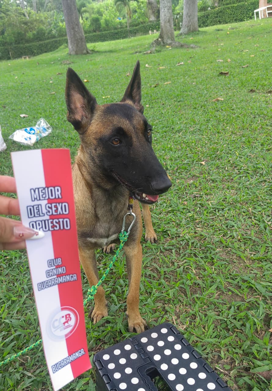 Canela V.D.Z.S., madre de la Camada D.