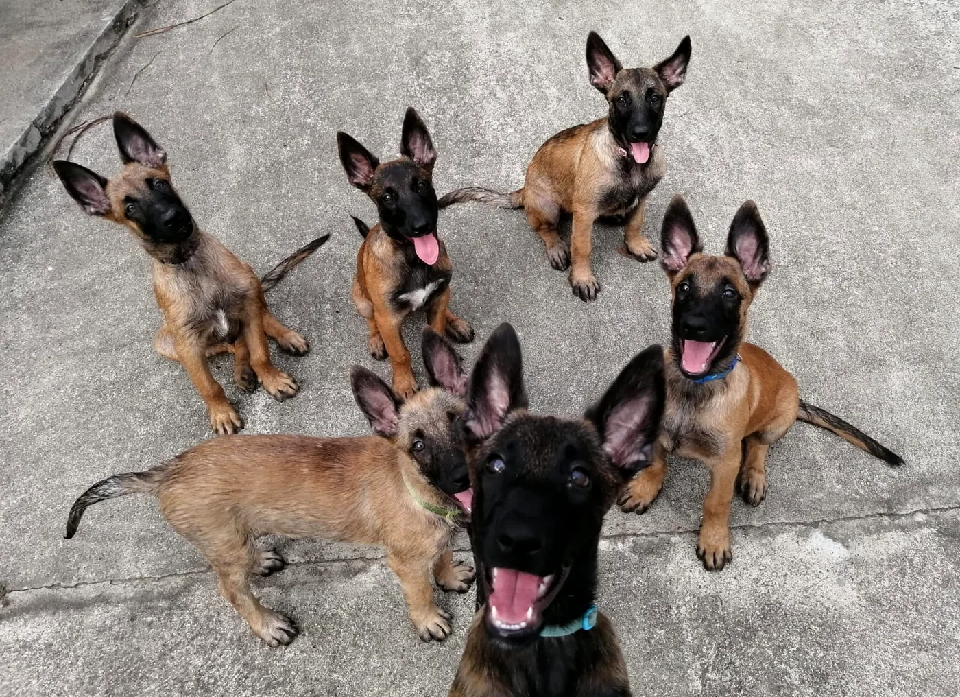 Cachorros de Von Der Zinnober Sonne atentos en zona de manejo y socializaci&oacute;n