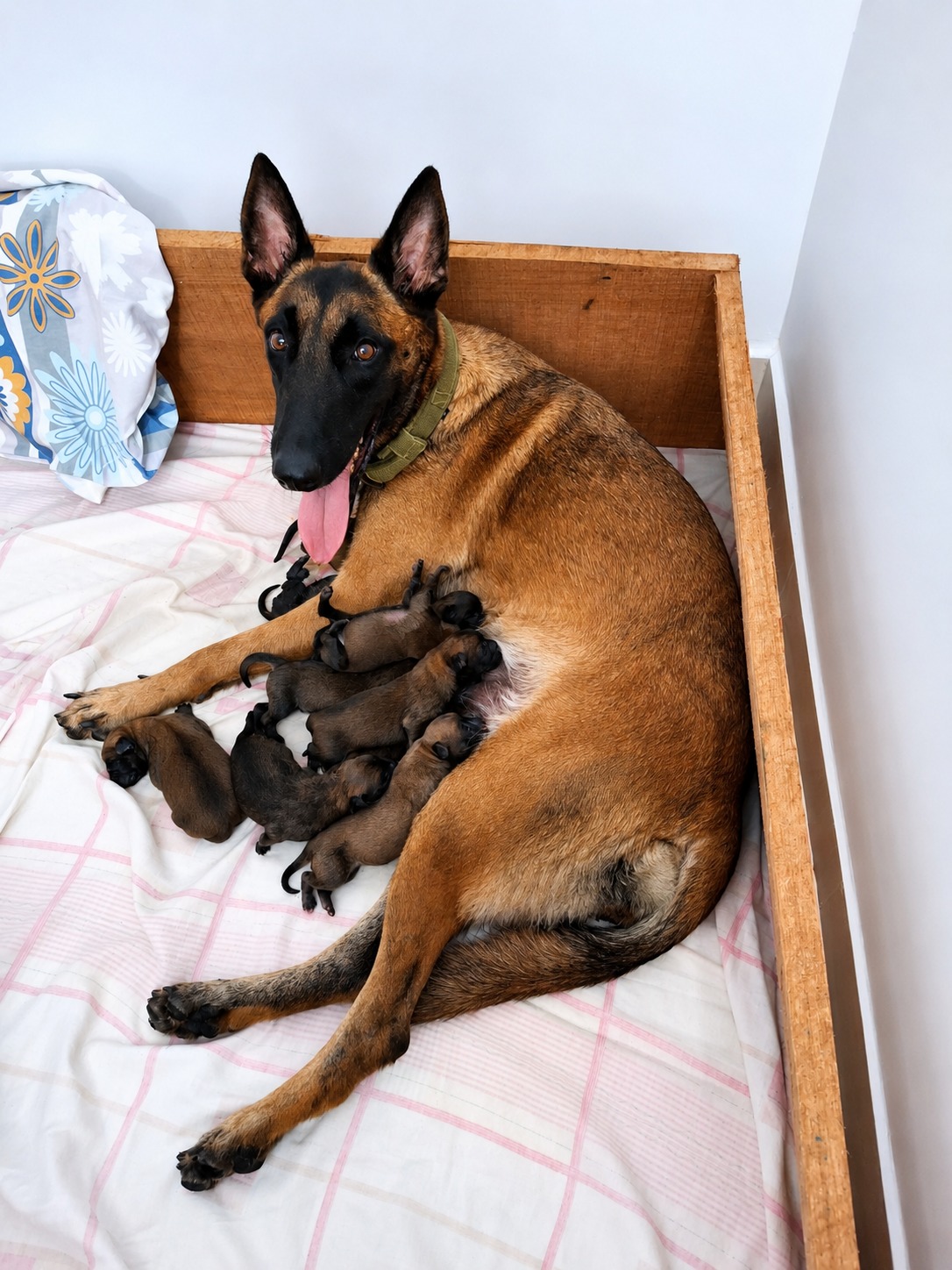 Canela VDZS con cachorros de la Camada D