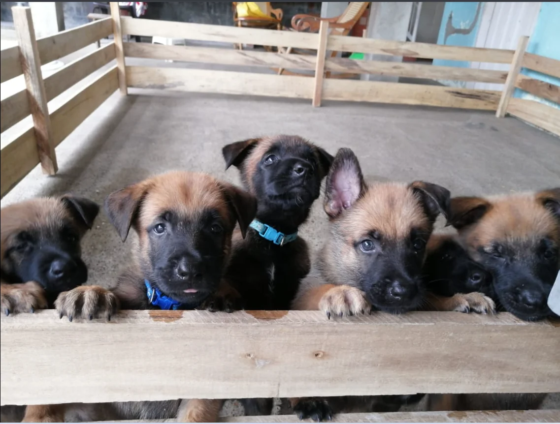Cachorros de Von Der Zinnober Sonne en etapa de crecimiento